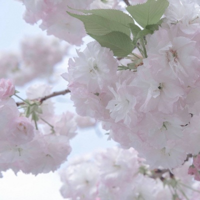 Furry兽设临摹素材兽圈社群